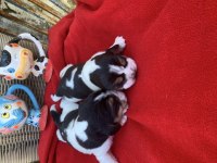 BEAGLE BİGIL