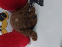 Safkan Red Brown Toy Poodle Bebekler