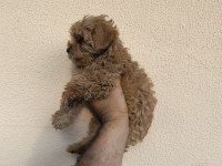 MALTİPOO CİNSİ YAVRULAR