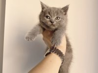 Sahiplendirme british shorthair