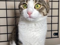 2 YAŞINDA DİŞİ TEKİR KEDİMİZE ACİL YUVA