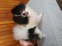 1 yaş party color erkek pomeranian