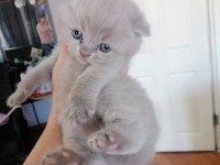 Scottish fold yavru antalya