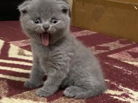 Yavru scottish fold