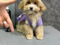 RUHSATLİ ÇİFLİKTEN ÖZEL MALTİPOO YAVRULARİ ISTANBUL