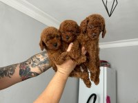 Kore Red Poodle