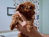 2 Aylık Toy Poodle