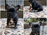 SEVİMLİ FRENCH BULLDOG YARAMAZLAR