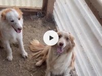 Her renk border collie yavru