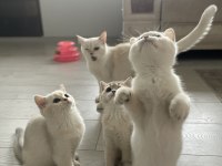 3 aylık british shorthair dişi yavrularım