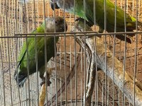 Takım Senegal Papağanı
