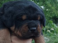 Irk garantili Rottweiler yavruları