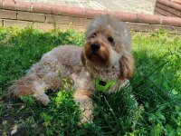 Cockapoo 1.5 yaşında erkek