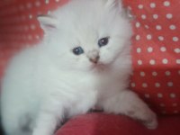 British shorthair beyaz yavru