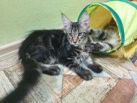 Dev Maine Coon Erkek Üst Kaliteli