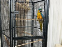 10 Aylık Macaw Papağanımız