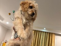 Maltipoo erkek 3 aylık f2