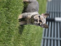 Renkli Gözlü Ev Ortamında Bakılan French Bulldog Yavrularım