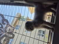 Dünyalar güzeli Lilac dişi uygun scottish fold LATTE