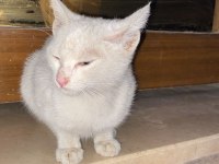 Yavru kedimiz 2 aylık