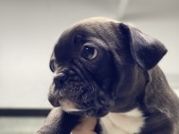French bulldog 60 günlük