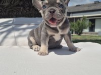 French Bulldog Yavruları İstanbul