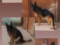 Sg2 Roza Von Tuni Alman Kurdu