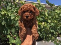 TOY POODLE VE KORE POODLE EN KÜÇÜK BOY YAVRULAR