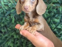 İsabella Mini Dachshund Tr de Tek