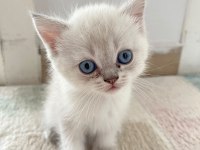 British shorthair blue point 45 günlük
