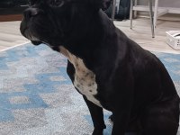 1.5 yaşında Zeus a yeni aile arıyoruz french bulldog