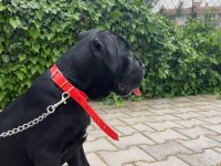 SCR Lİ CANE CORSO