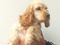MİNYATÜR COCKER YAVRULARI TUVALET EĞİYİMİ BAŞLANDI