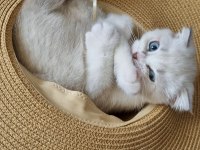 Scottish fold 2 aylık