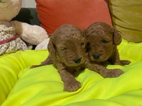 Bir avuç mutluluk köpeğimiz