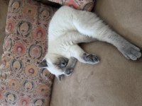 British shorthair blue point dişi yavru