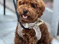 Kucak Aşığı Sevecen Toy Poodle