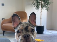 7 Aylık French Bulldog Özel Renk