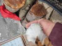 0-2 aylık ele alıştırmalık safkan guinea pig