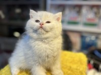Safkan British Shorthair 2 Aylık
