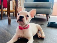 KÖPEĞİMİZ ŞİVA YUVA ARIYOR