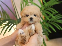 ÇANAKKALENİN GOZDE TOY POODLE BEBEKLERİ