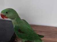 Bebek alexander papağanı evlat