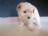 Sevimli maltipoo bebekler