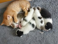 Birbirinden Güzel Tekirler