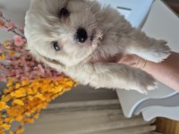 Maltese terrier yavrusu