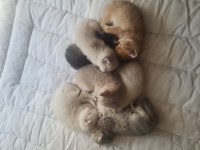 7 kardeş kedimizi sahiplendirme 1 erkek 6 dişi