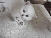 Çok minnoş sevilmeye bayılan bir british shorthair