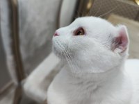 Bembeyaz Scottish Fold Kırık Kulak Pamuk Kedicik