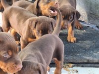 Doberman red yavruları